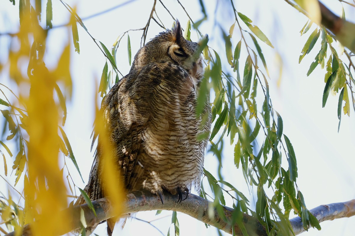 Great Horned Owl - ML645664562