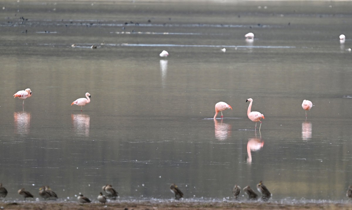 Chilean Flamingo - ML645664567
