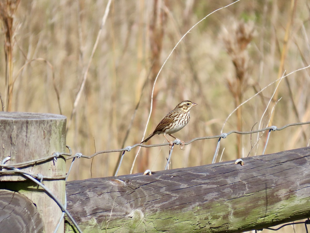 Savannah Sparrow (Savannah) - ML645664569