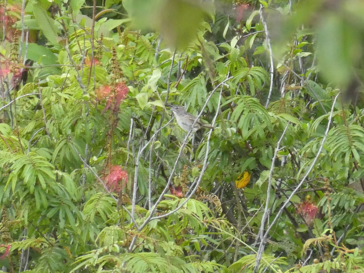 Botteri's Sparrow - ML645664571