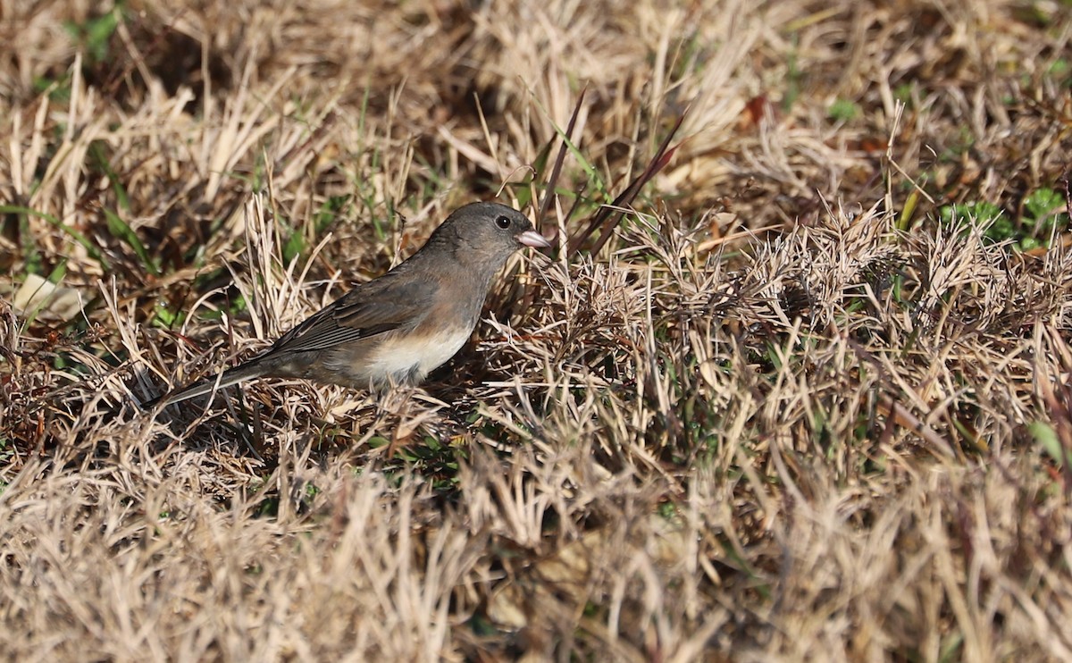Dark-eyed Junco (Slate-colored) - ML645664573