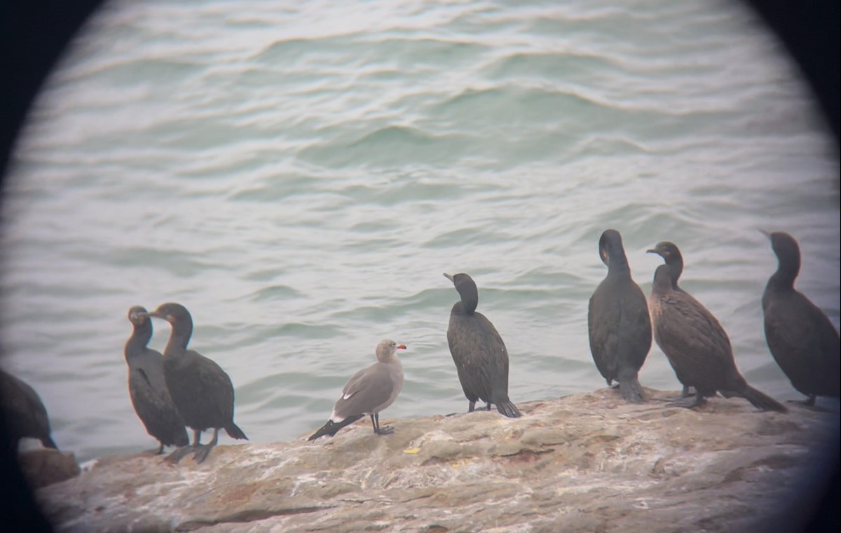 Heermann's Gull - ML645664574