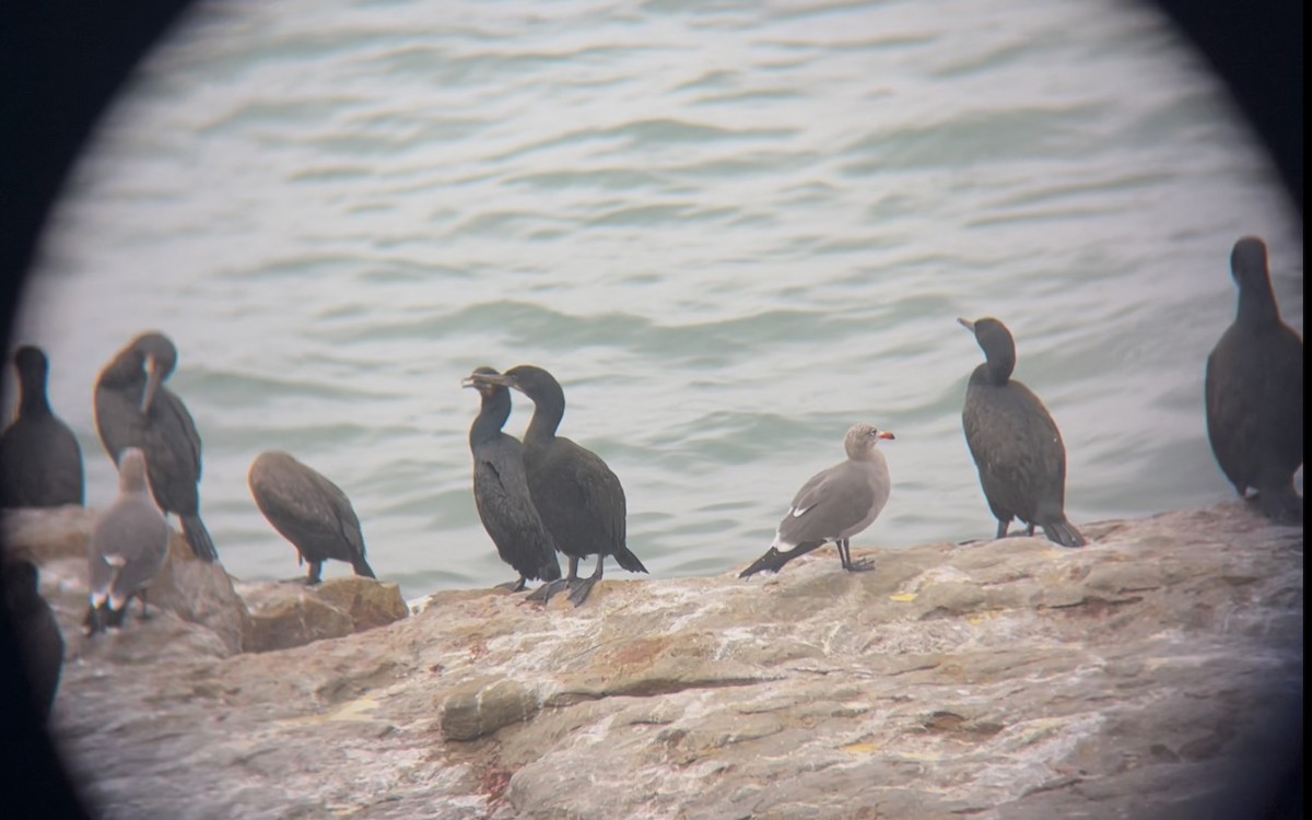 Heermann's Gull - ML645664575