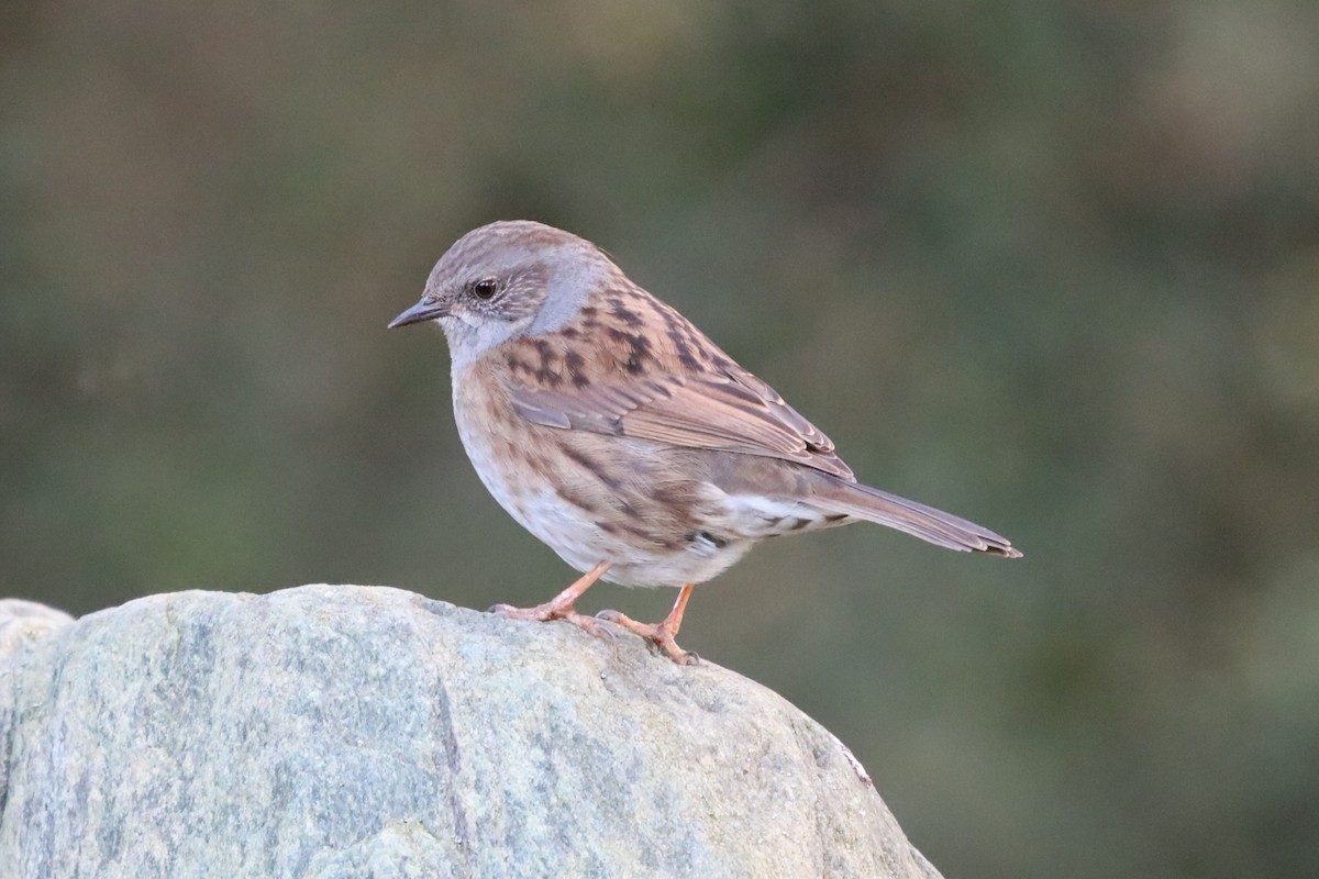 Dunnock - ML645664576