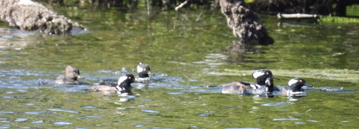 Hooded Merganser - ML645664578