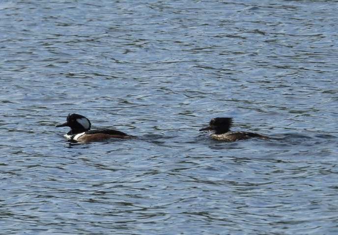 Hooded Merganser - ML645664579