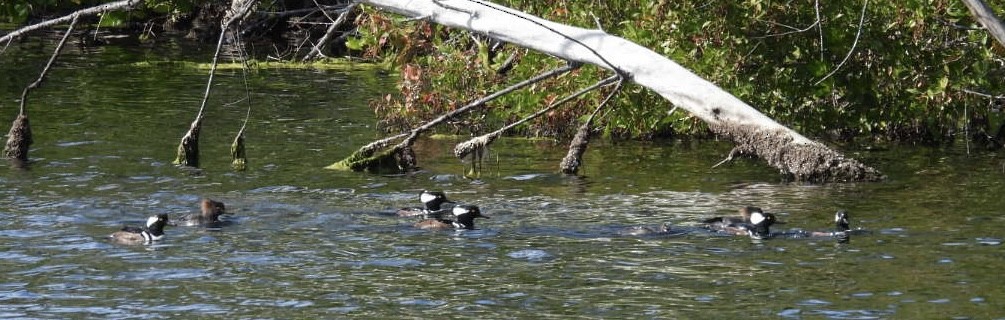 Hooded Merganser - ML645664580