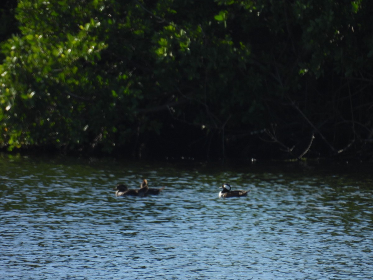 Hooded Merganser - ML645664582