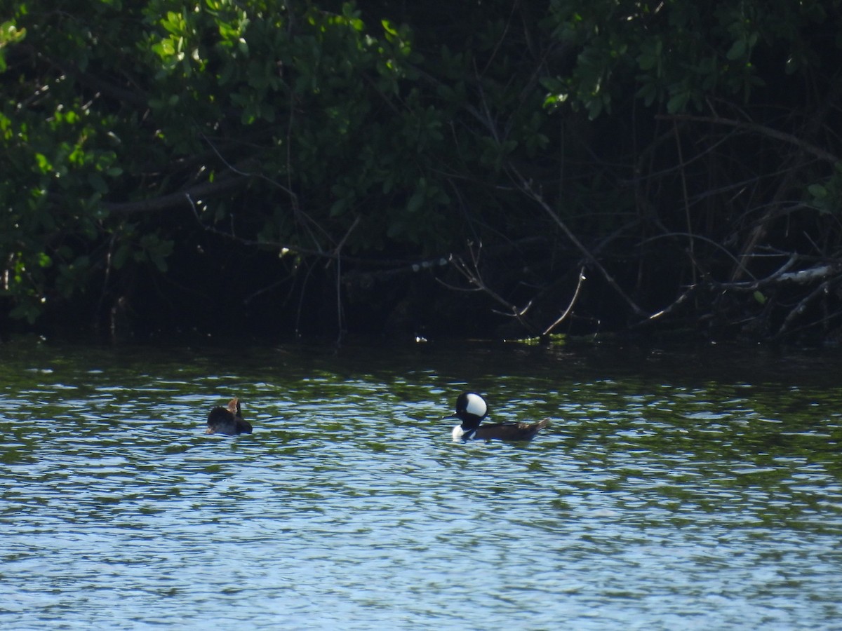 Hooded Merganser - ML645664583