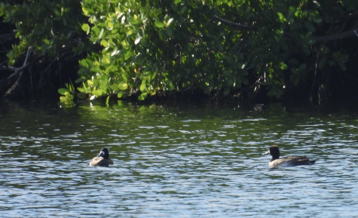 Hooded Merganser - ML645664584