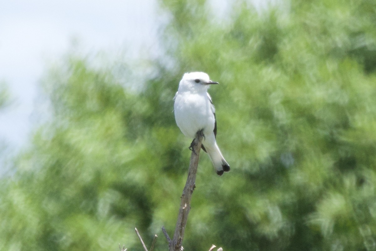 White Monjita - ML645664585