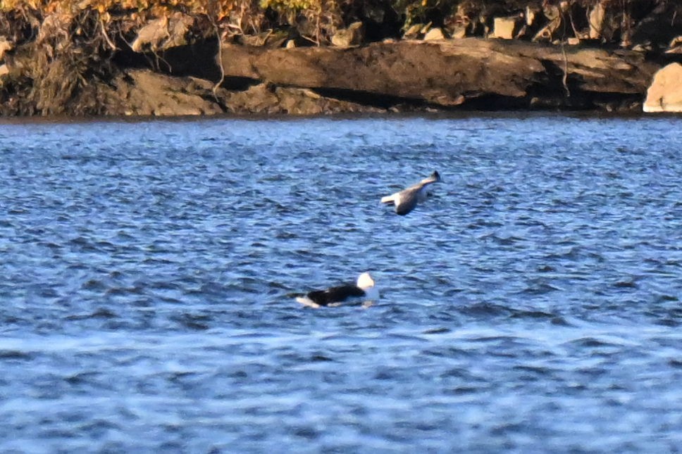Laughing Gull - ML645664590