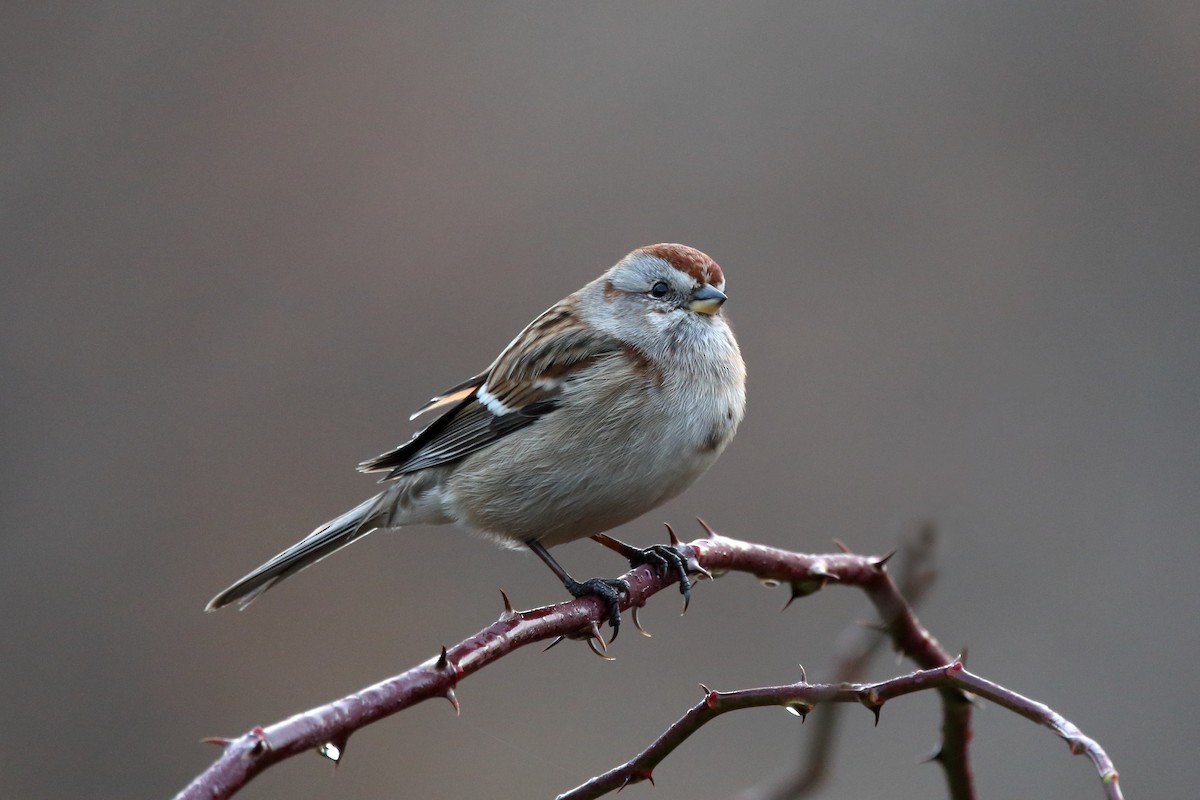 American Tree Sparrow - ML645664592