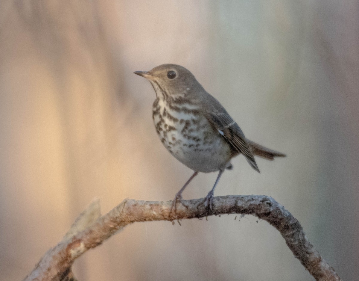 Hermit Thrush - ML645664597