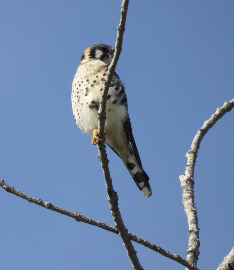 American Kestrel - ML645664598
