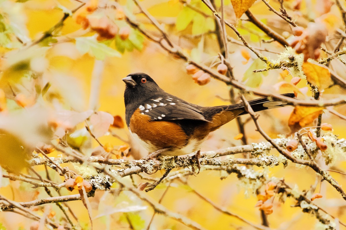 Spotted Towhee - ML645664604