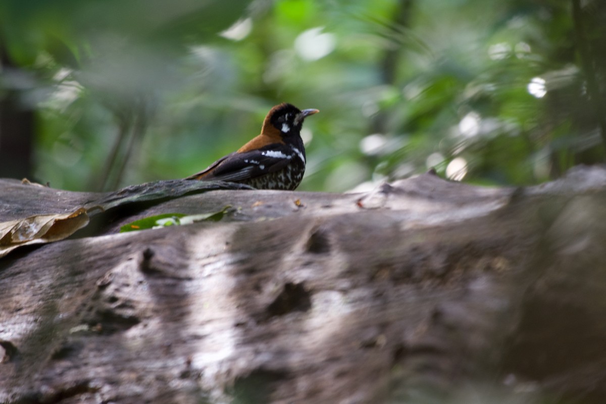 Rusty-backed Thrush - ML645664641