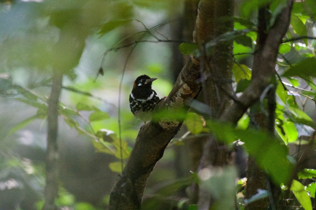 Rusty-backed Thrush - ML645664642