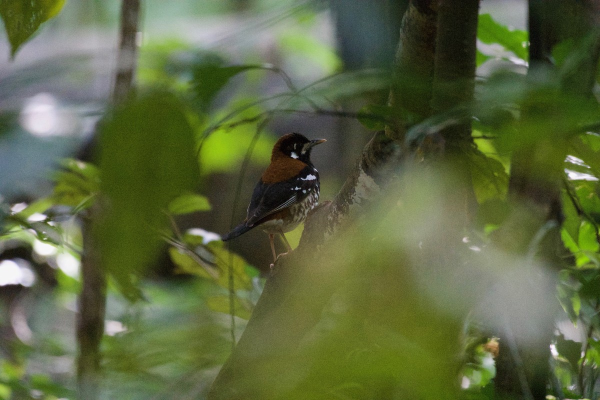 Rusty-backed Thrush - ML645664643