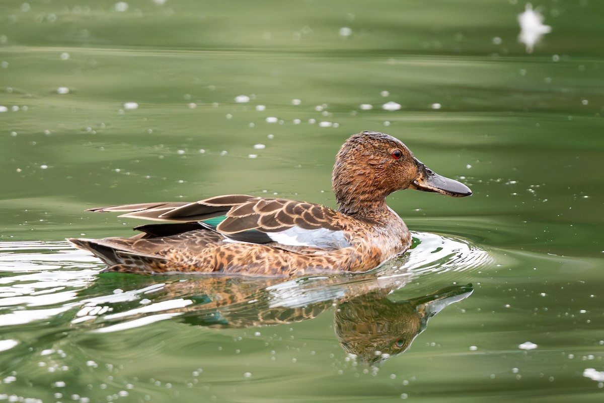 Cinnamon Teal - ML645664656