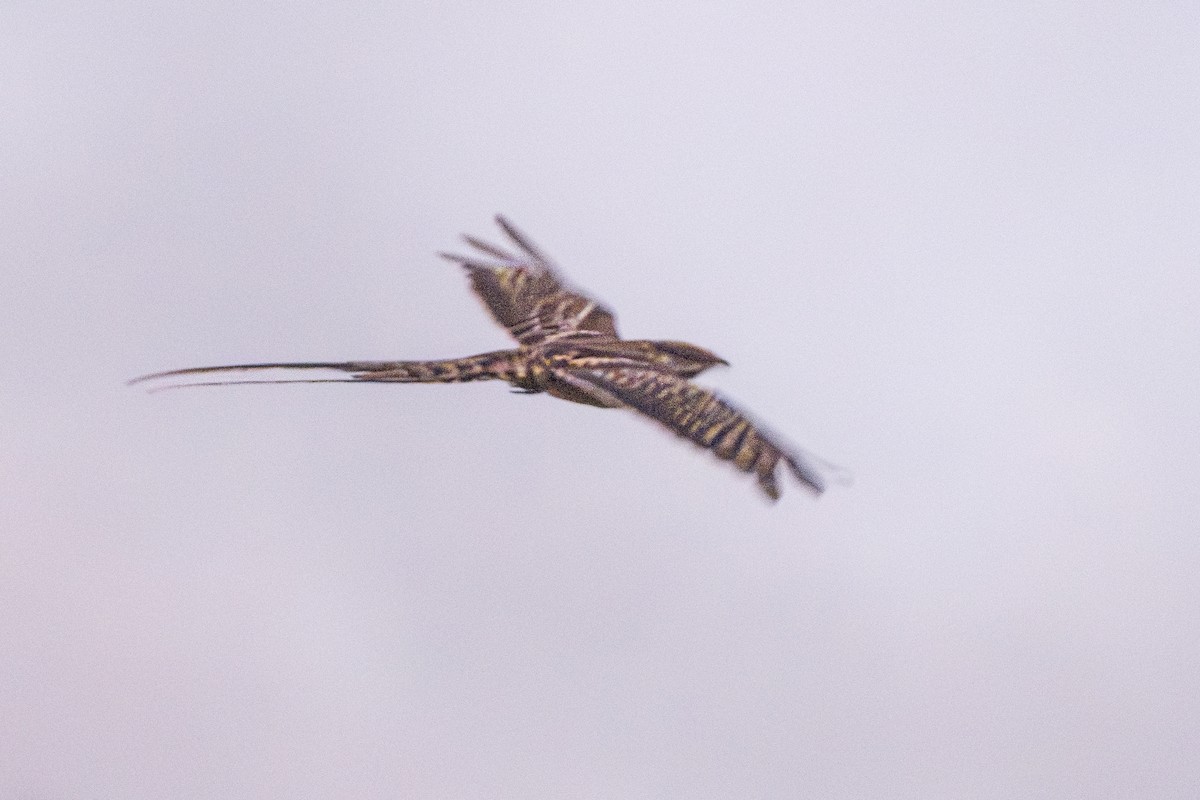Scissor-tailed Nightjar - ML645664659