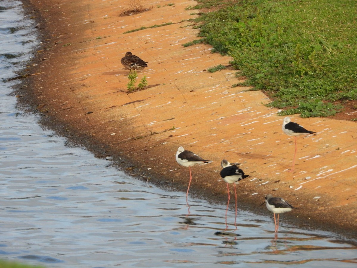 Zankaluze eurasiarra - ML645664661