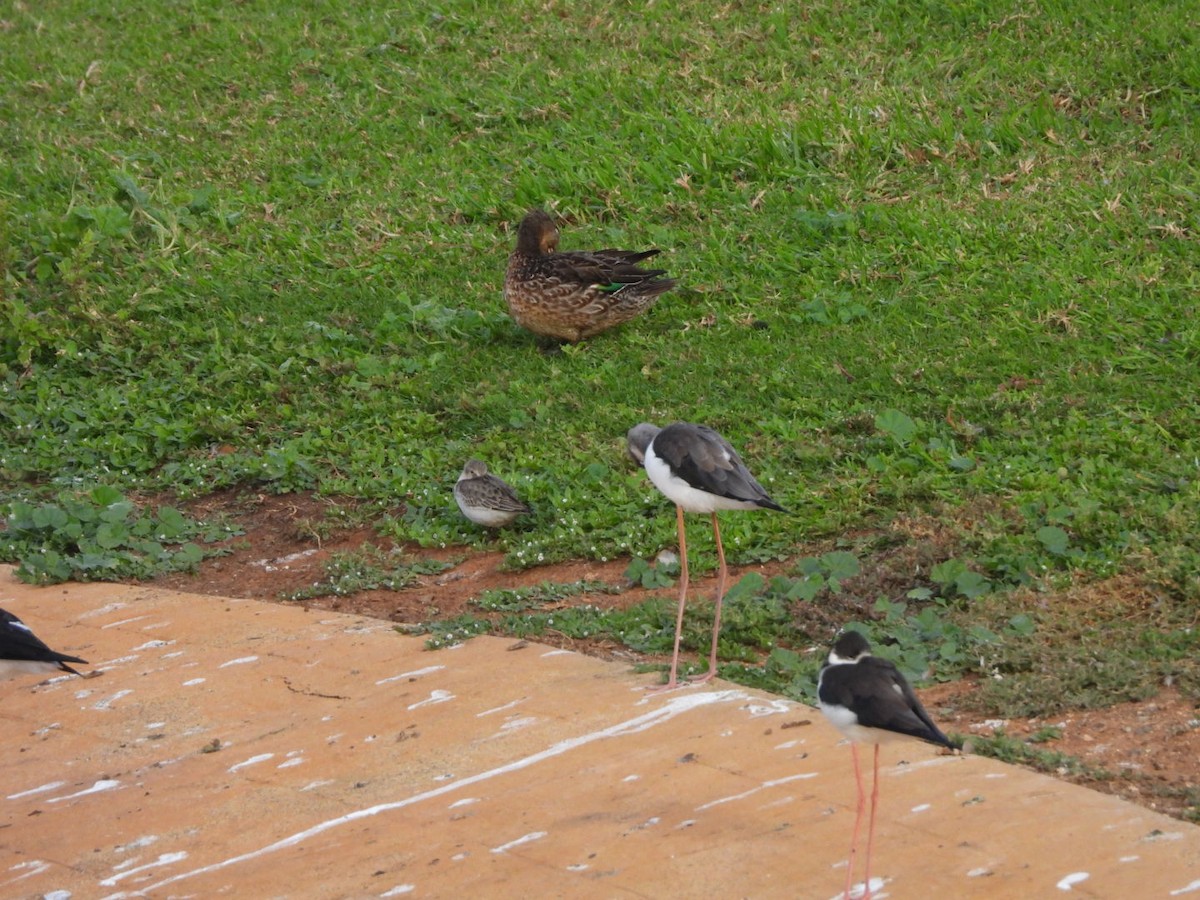 Zankaluze eurasiarra - ML645664662