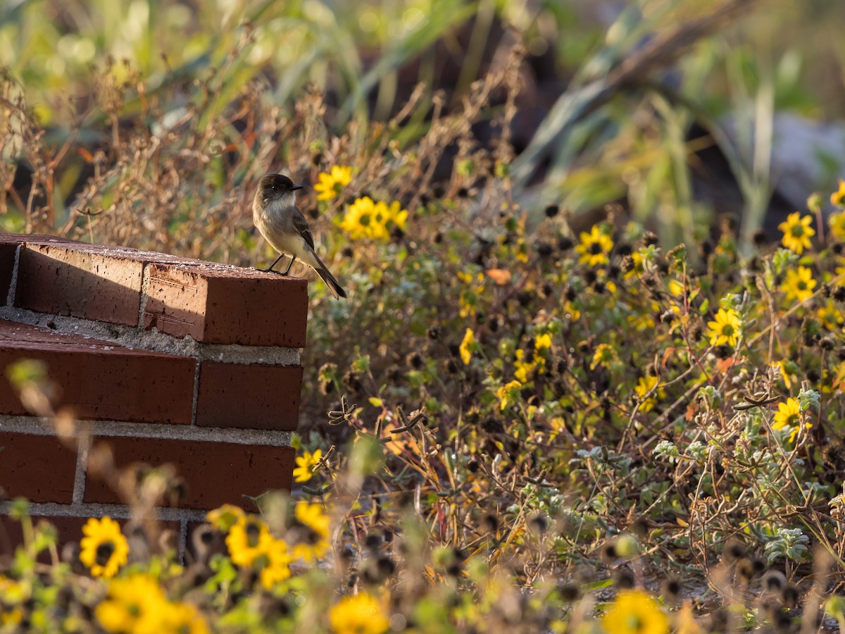 Eastern Phoebe - ML645664669