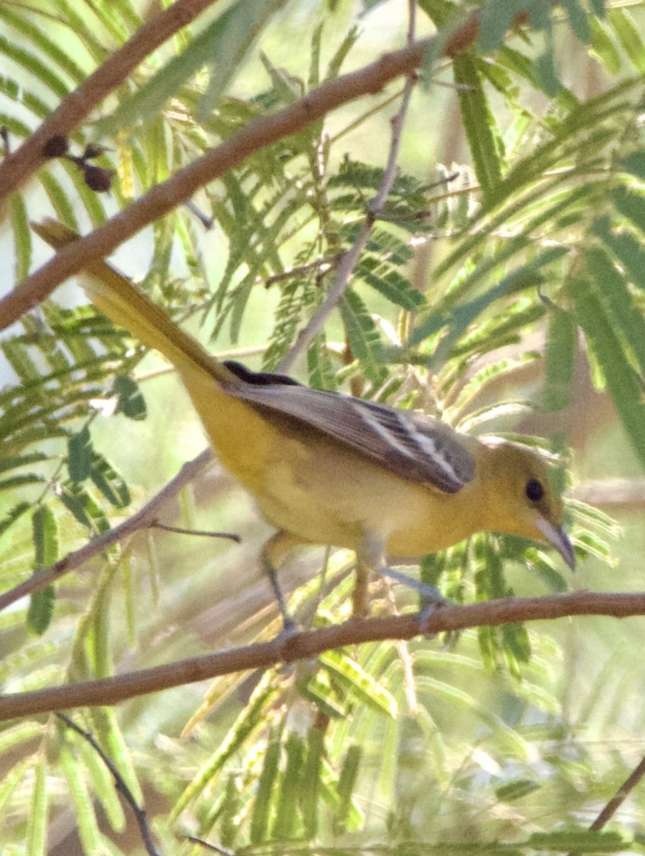 Hooded Oriole - ML645664671