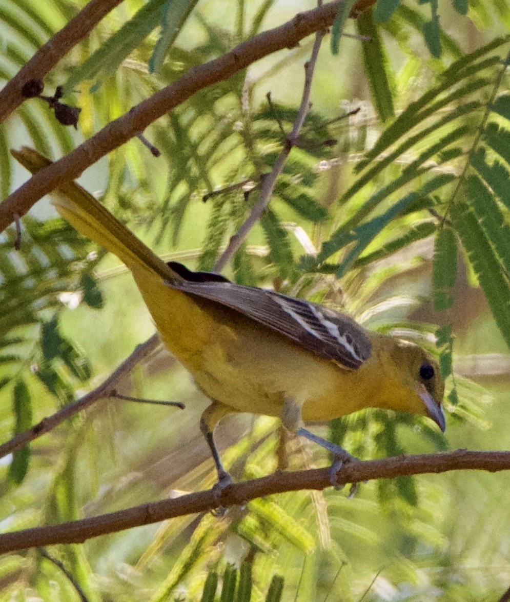 Hooded Oriole - ML645664672