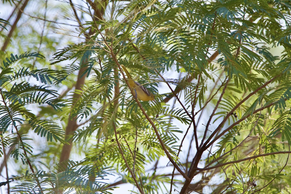 Hooded Oriole - ML645664673