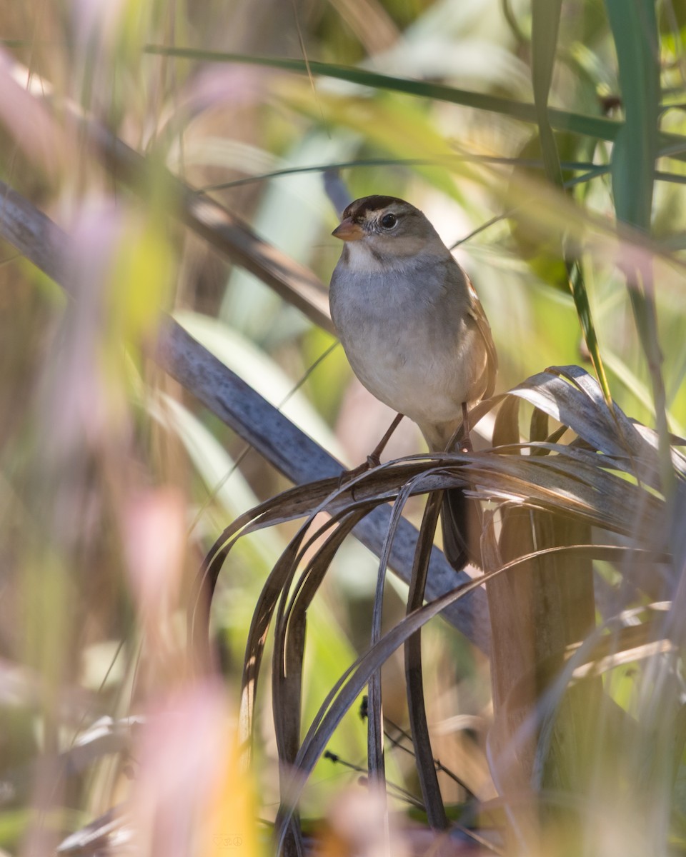 White-crowned Sparrow - ML645664677