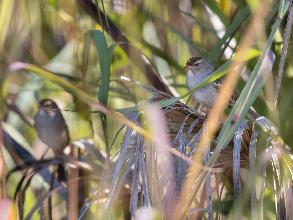 White-crowned Sparrow - ML645664678