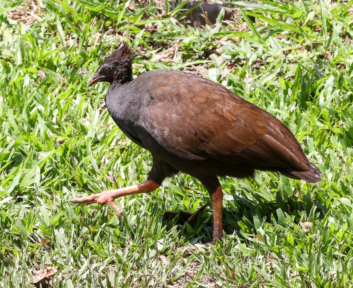 Orange-footed Megapode - ML645664680