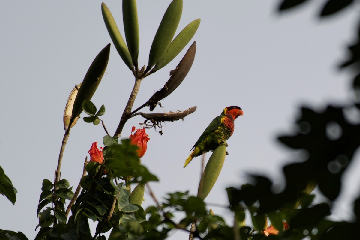 Ornate Lorikeet - ML645664683
