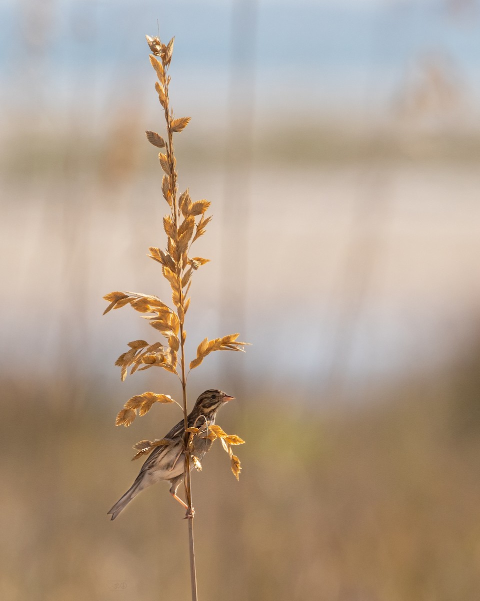 Savannah Sparrow - ML645664685