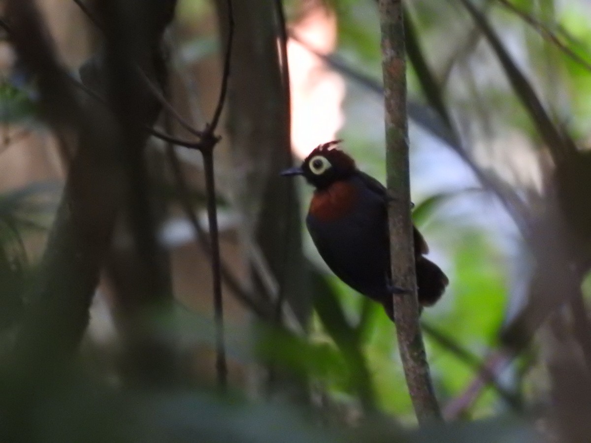 Harlequin Antbird - ML645664693