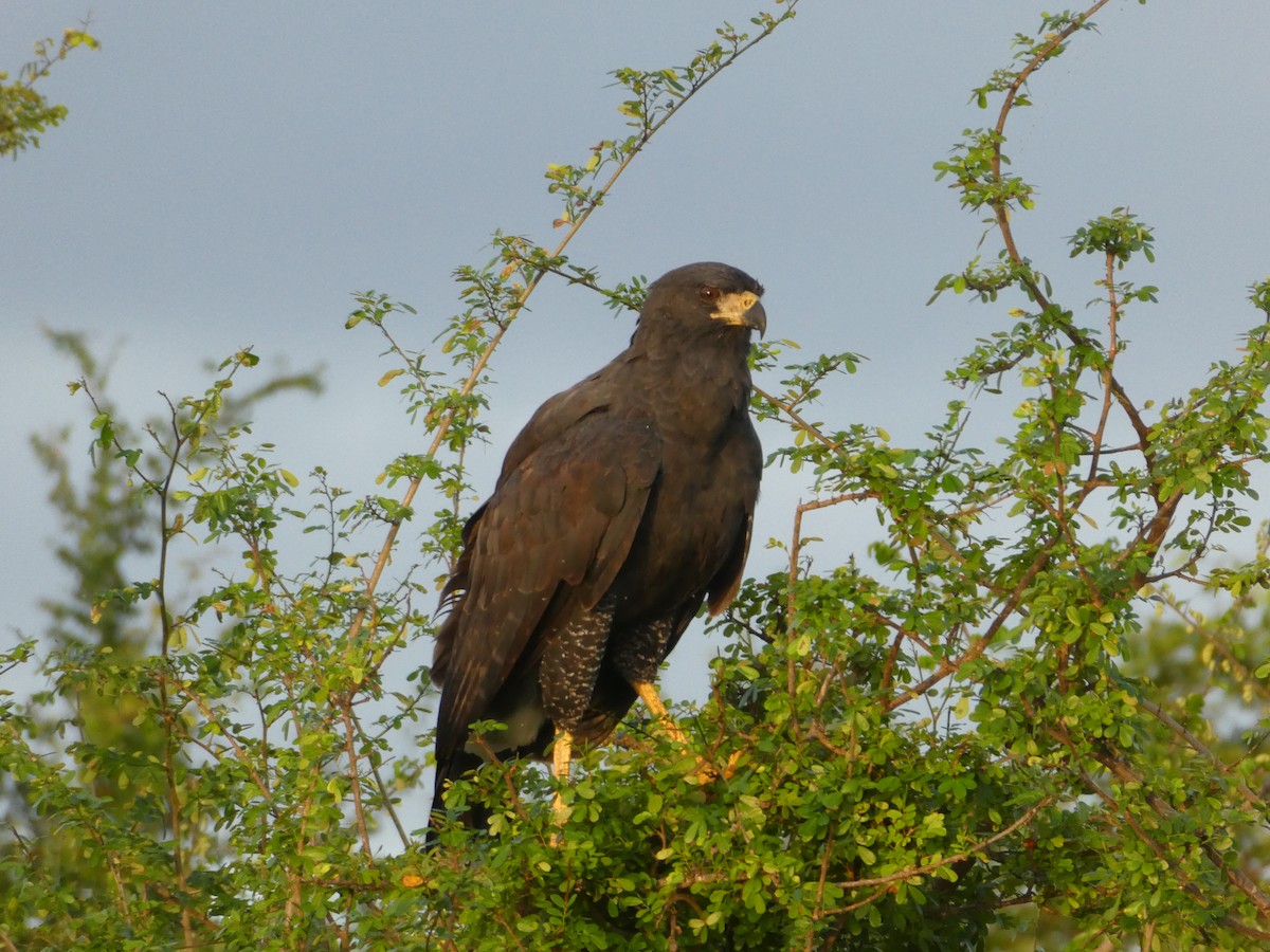 Great Black Hawk - ML645664694