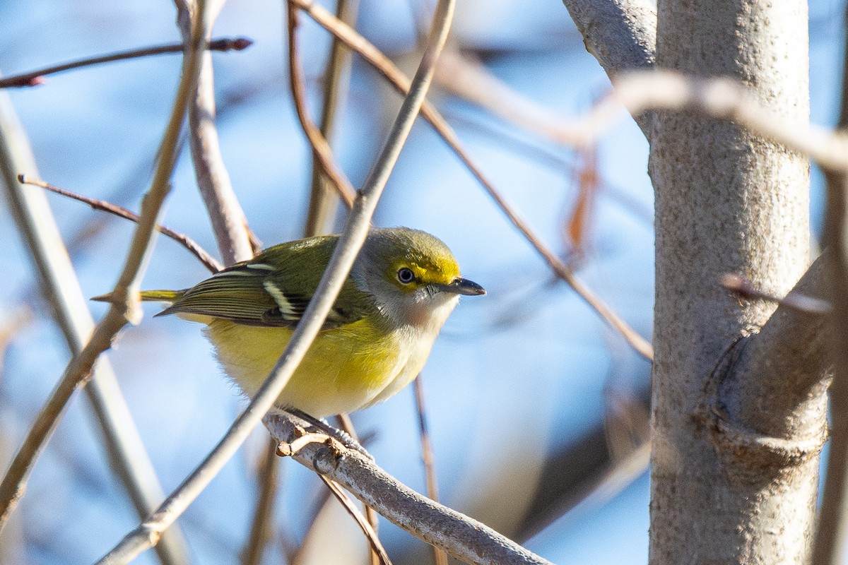 White-eyed Vireo - ML645664696
