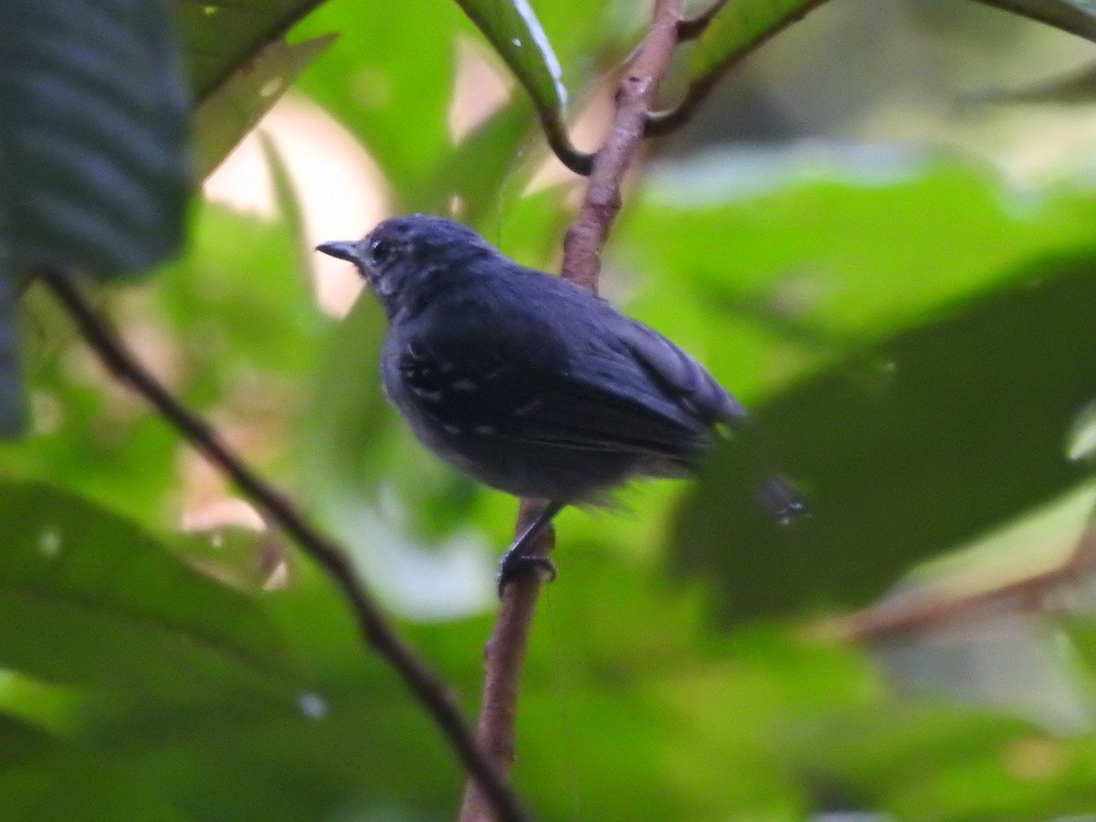 gråmaursmett - ML645664697