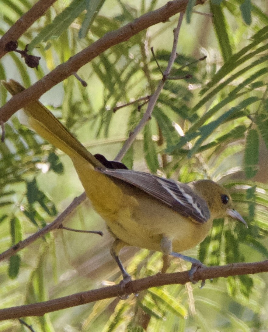 Hooded Oriole - ML645664698