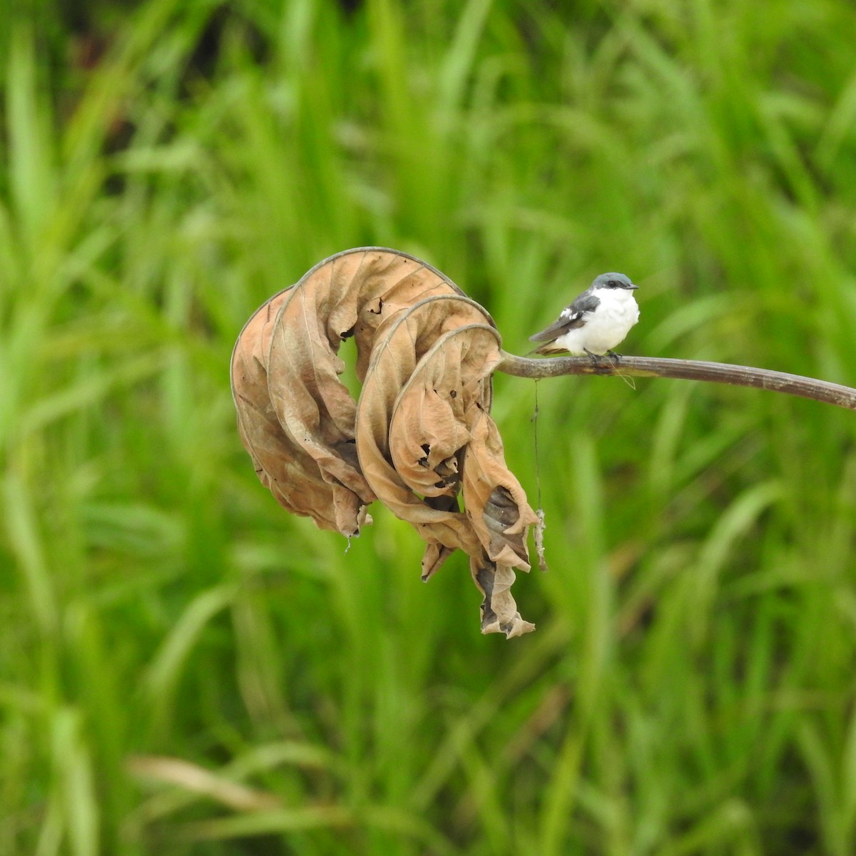 White-winged Swallow - ML645664703