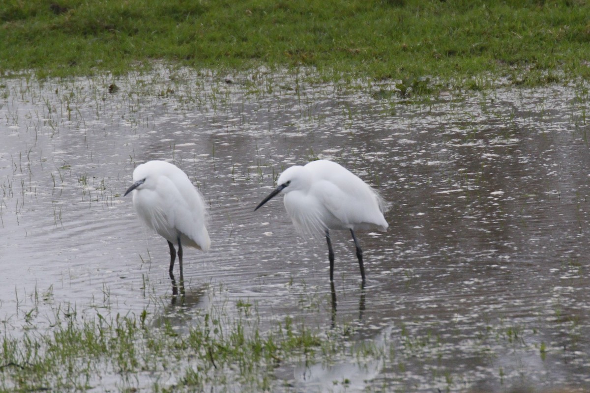 Little Egret - ML645664705