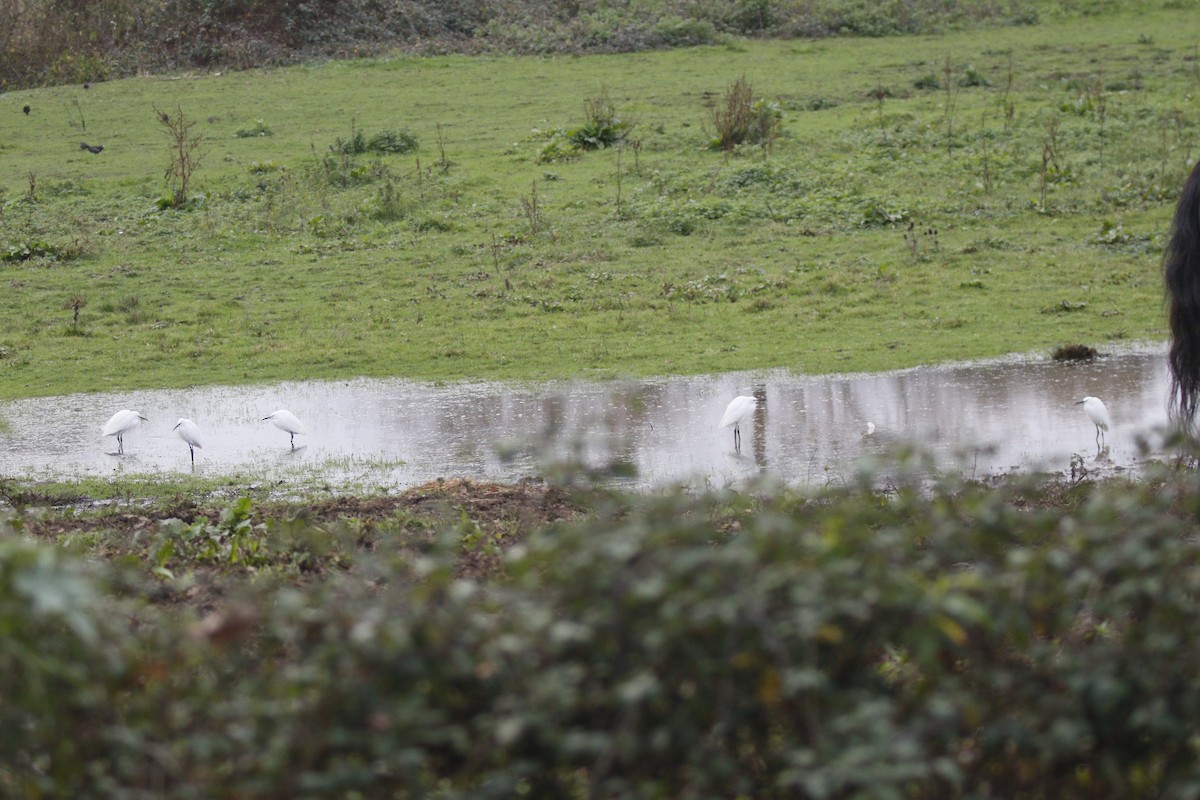 Little Egret - ML645664706