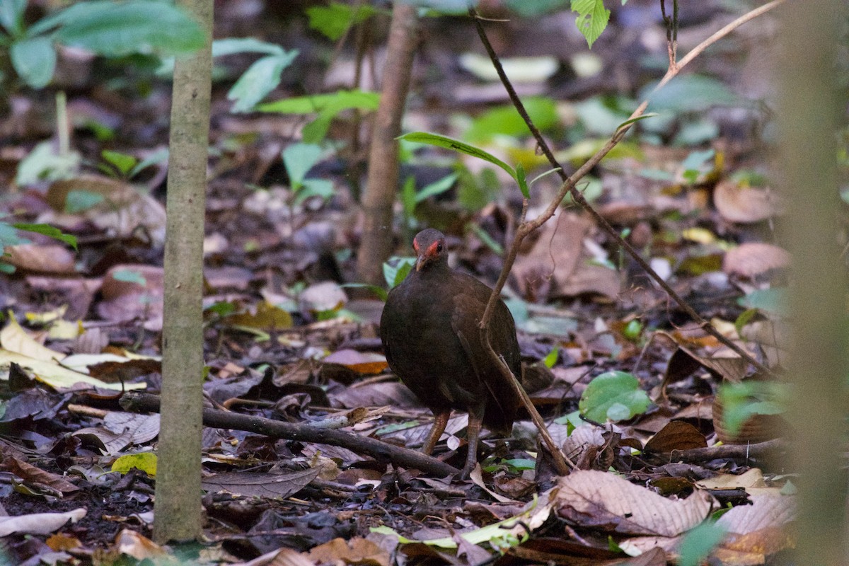 Philippine Megapode - ML645664707