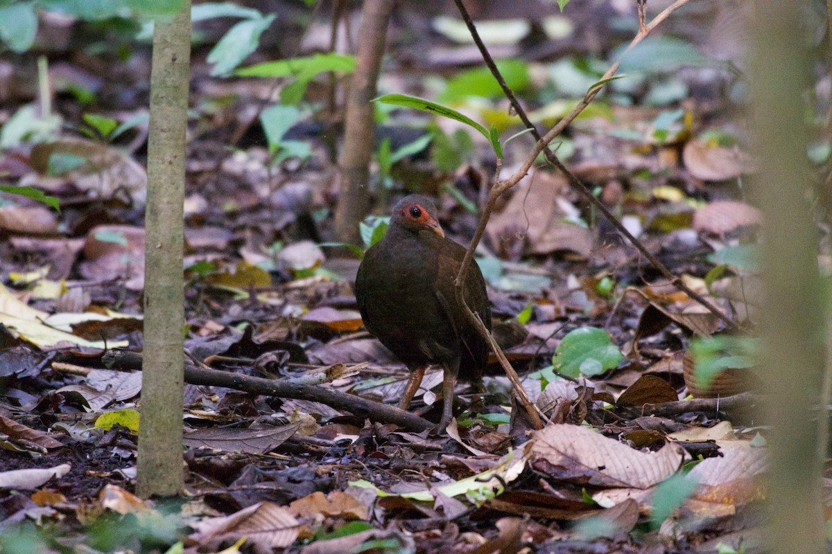 Philippine Megapode - ML645664708