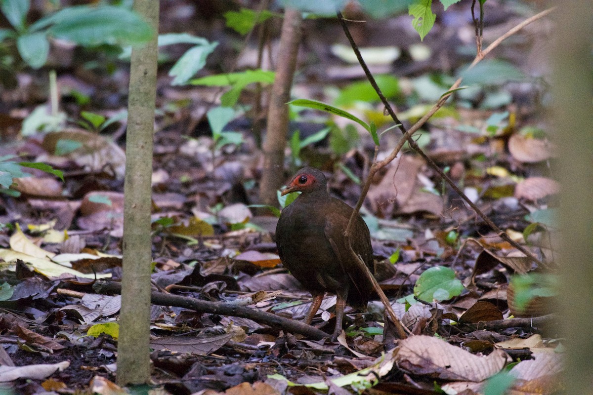 Philippine Megapode - ML645664709