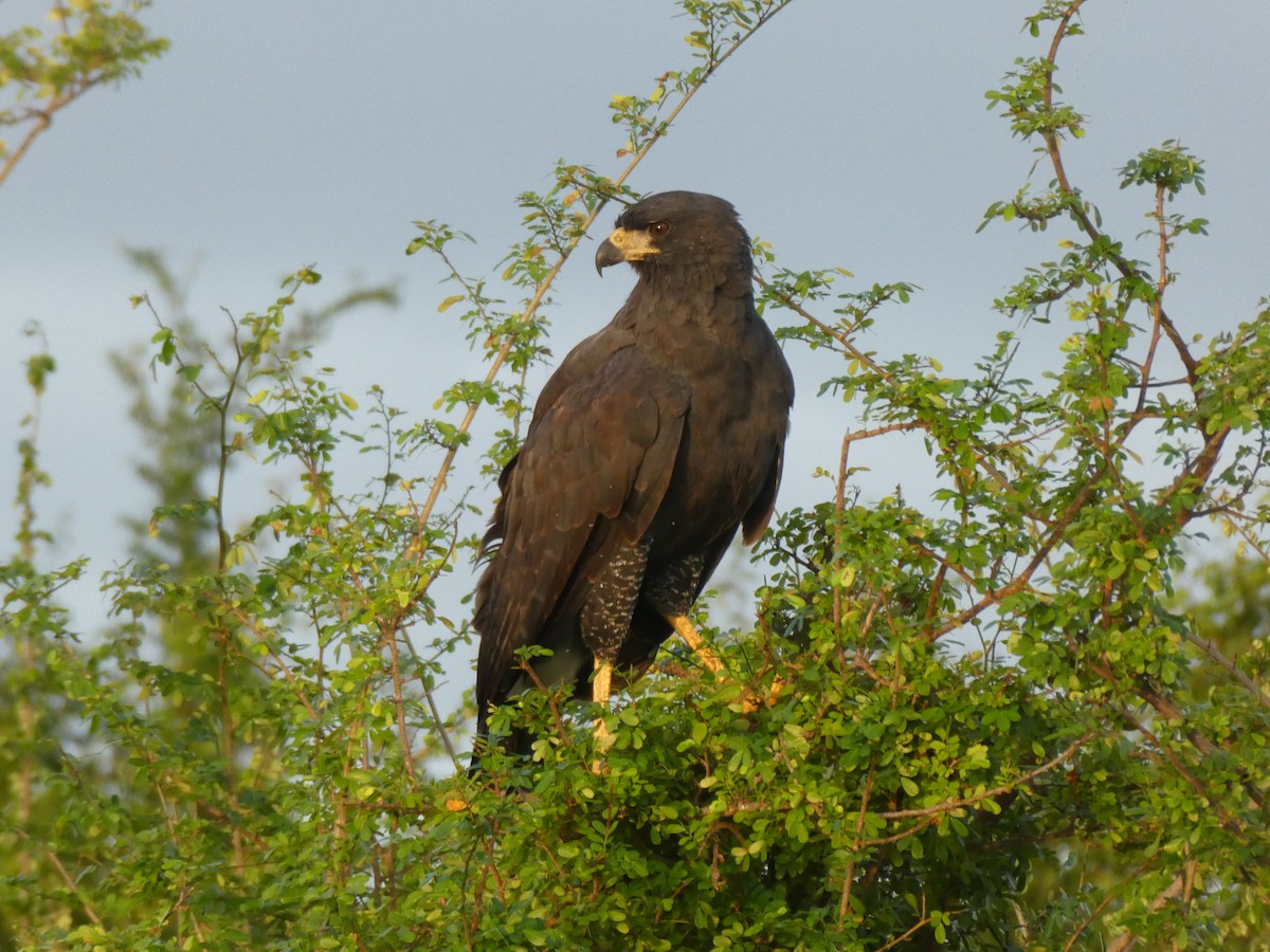 Great Black Hawk - ML645664711