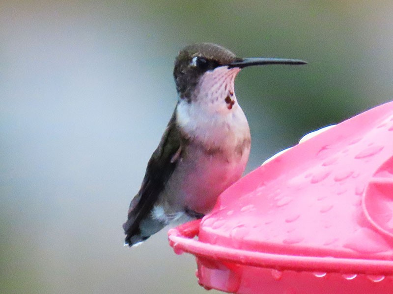 Colibri à gorge rubis - ML645664714