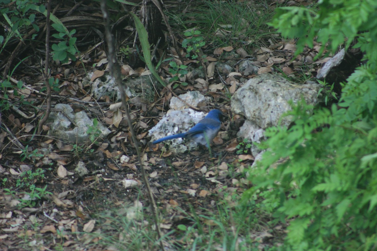 Woodhouse's Scrub-Jay - ML645664729